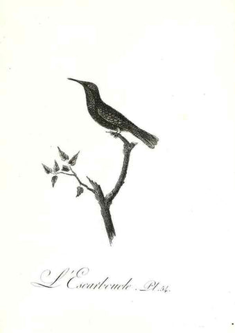Reproducción/Reproduction 8596847651: Histoire naturelle et générale des colibris, oiseaux-mouches, jacamars et promerops /. A Paris,chez Desray,an XI=1802.