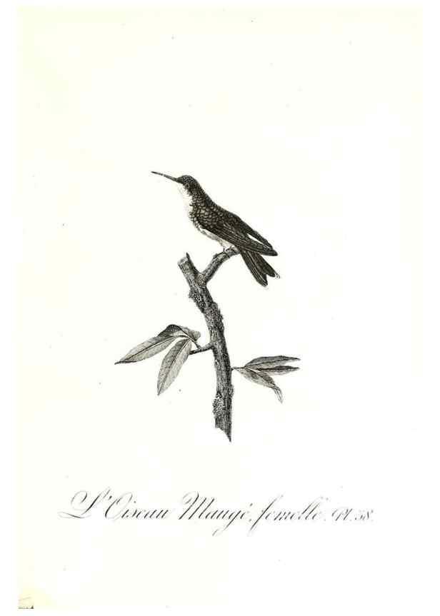 Reproducción/Reproduction 8597947534: Histoire naturelle et générale des colibris, oiseaux-mouches, jacamars et promerops /. A Paris,chez Desray,an XI=1802.
