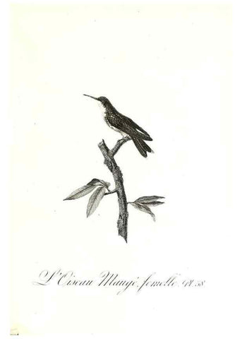 Reproducción/Reproduction 8597947534: Histoire naturelle et générale des colibris, oiseaux-mouches, jacamars et promerops /. A Paris,chez Desray,an XI=1802.