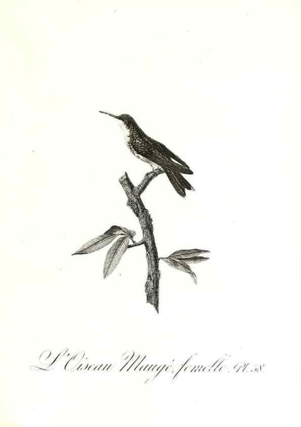 Reproducción/Reproduction 8597947534: Histoire naturelle et générale des colibris, oiseaux-mouches, jacamars et promerops /. A Paris,chez Desray,an XI=1802.