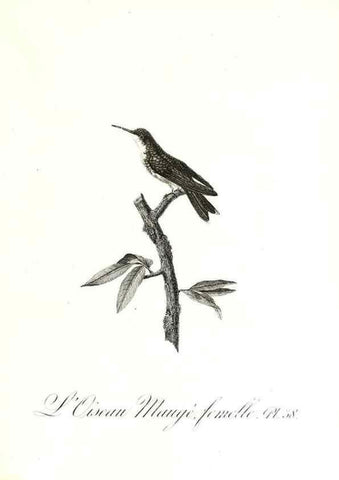 Reproducción/Reproduction 8597947534: Histoire naturelle et générale des colibris, oiseaux-mouches, jacamars et promerops /. A Paris,chez Desray,an XI=1802.