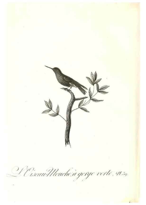 Reproducción/Reproduction 8596844177: Histoire naturelle et générale des colibris, oiseaux-mouches, jacamars et promerops /. A Paris,chez Desray,an XI=1802.