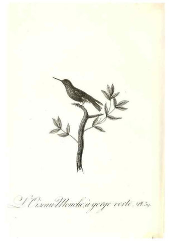 Reproducción/Reproduction 8596844177: Histoire naturelle et générale des colibris, oiseaux-mouches, jacamars et promerops /. A Paris,chez Desray,an XI=1802.