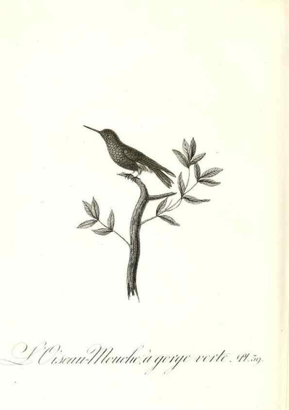 Reproducción/Reproduction 8596844177: Histoire naturelle et générale des colibris, oiseaux-mouches, jacamars et promerops /. A Paris,chez Desray,an XI=1802.