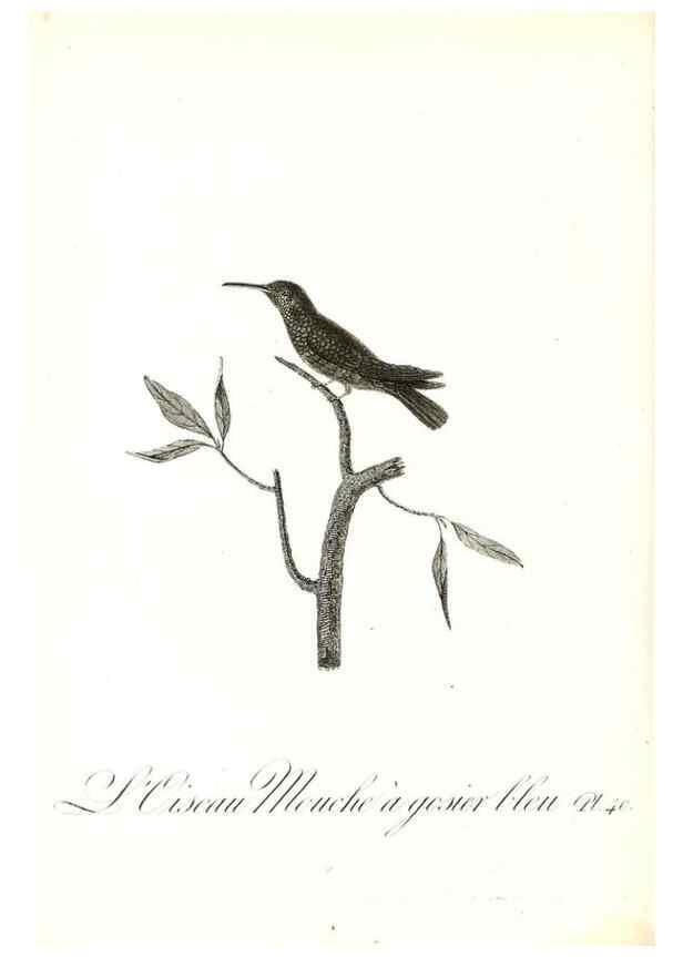 Reproducción/Reproduction 8596844401: Histoire naturelle et générale des colibris, oiseaux-mouches, jacamars et promerops /. A Paris,chez Desray,an XI=1802.