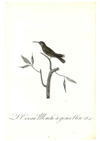 Reproducción/Reproduction 8596844401: Histoire naturelle et générale des colibris, oiseaux-mouches, jacamars et promerops /. A Paris,chez Desray,an XI=1802.