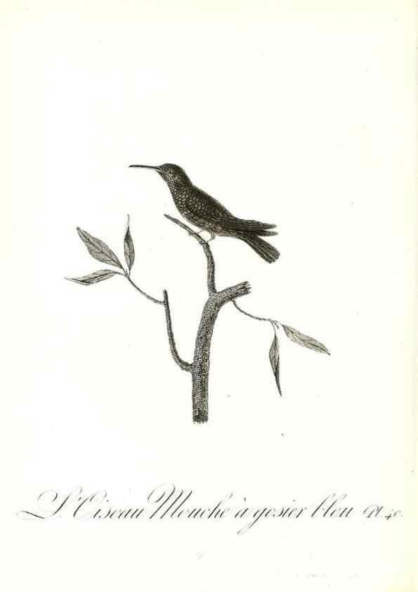 Reproducción/Reproduction 8596844401: Histoire naturelle et générale des colibris, oiseaux-mouches, jacamars et promerops /. A Paris,chez Desray,an XI=1802.