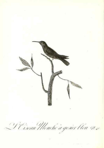 Reproducción/Reproduction 8596844401: Histoire naturelle et générale des colibris, oiseaux-mouches, jacamars et promerops /. A Paris,chez Desray,an XI=1802.