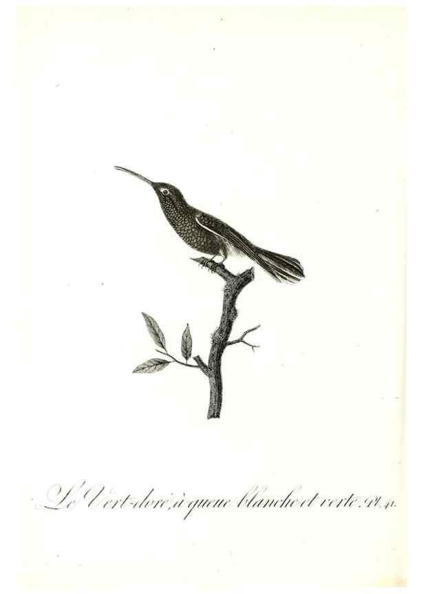 Reproducción/Reproduction 8597948218: Histoire naturelle et générale des colibris, oiseaux-mouches, jacamars et promerops /. A Paris,chez Desray,an XI=1802.