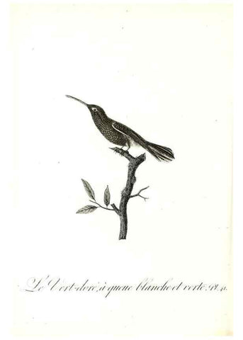 Reproducción/Reproduction 8597948218: Histoire naturelle et générale des colibris, oiseaux-mouches, jacamars et promerops /. A Paris,chez Desray,an XI=1802.