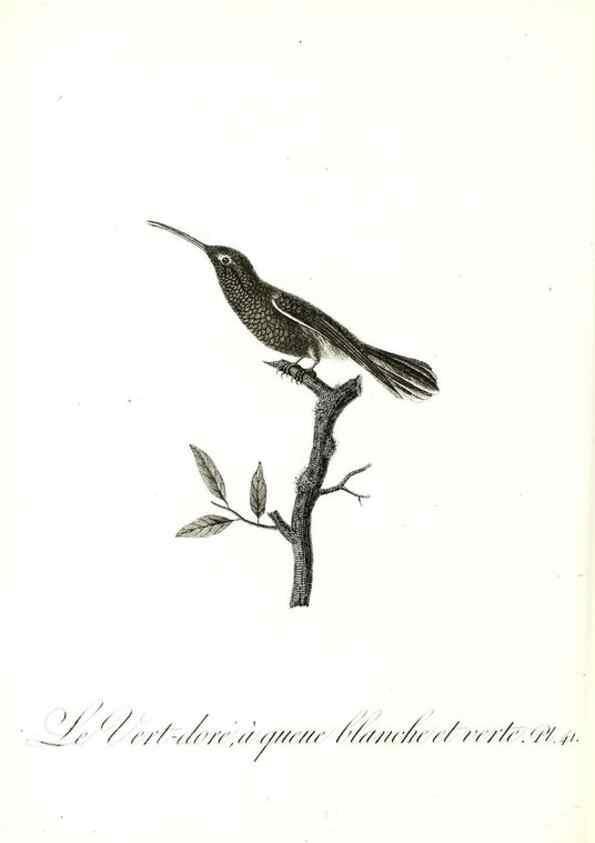 Reproducción/Reproduction 8597948218: Histoire naturelle et générale des colibris, oiseaux-mouches, jacamars et promerops /. A Paris,chez Desray,an XI=1802.