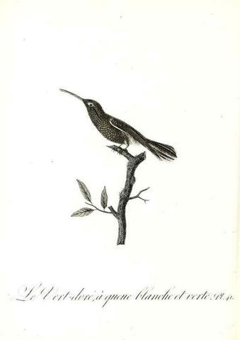 Reproducción/Reproduction 8597948218: Histoire naturelle et générale des colibris, oiseaux-mouches, jacamars et promerops /. A Paris,chez Desray,an XI=1802.