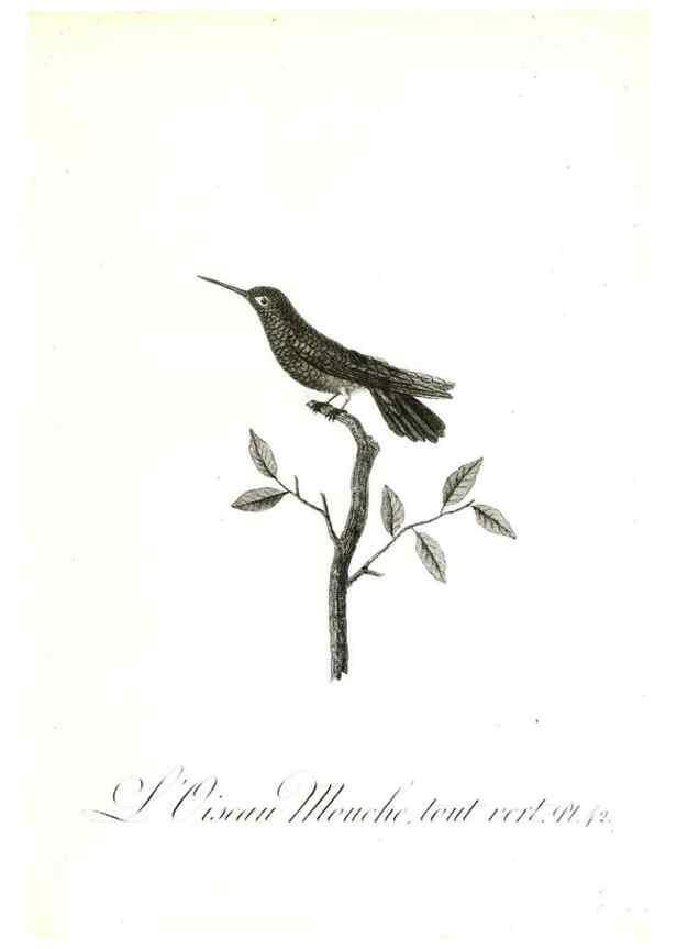 Reproducción/Reproduction 8596844855: Histoire naturelle et générale des colibris, oiseaux-mouches, jacamars et promerops /. A Paris,chez Desray,an XI=1802.