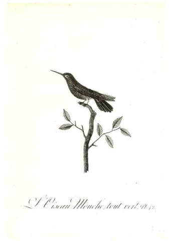 Reproducción/Reproduction 8596844855: Histoire naturelle et générale des colibris, oiseaux-mouches, jacamars et promerops /. A Paris,chez Desray,an XI=1802.