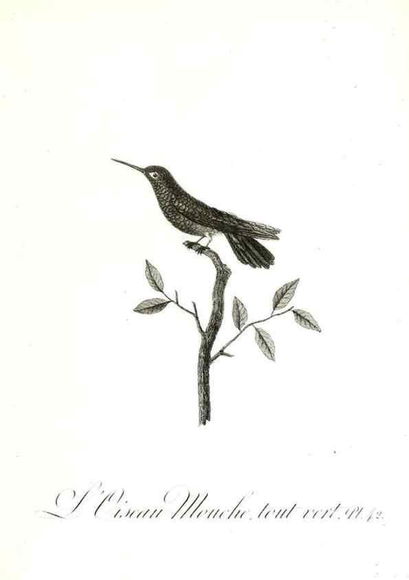 Reproducción/Reproduction 8596844855: Histoire naturelle et générale des colibris, oiseaux-mouches, jacamars et promerops /. A Paris,chez Desray,an XI=1802.