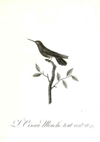 Reproducción/Reproduction 8596844855: Histoire naturelle et générale des colibris, oiseaux-mouches, jacamars et promerops /. A Paris,chez Desray,an XI=1802.