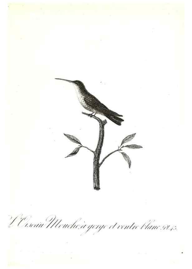 Reproducción/Reproduction 8596845189: Histoire naturelle et générale des colibris, oiseaux-mouches, jacamars et promerops /. A Paris,chez Desray,an XI=1802.