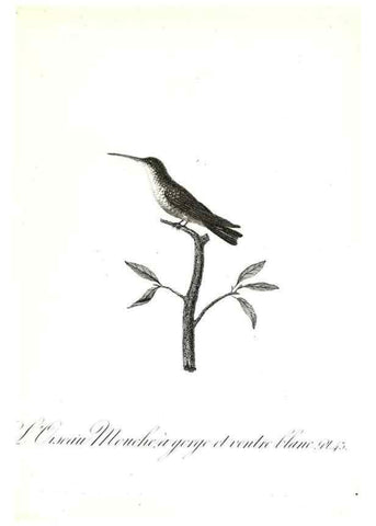Reproducción/Reproduction 8596845189: Histoire naturelle et générale des colibris, oiseaux-mouches, jacamars et promerops /. A Paris,chez Desray,an XI=1802.