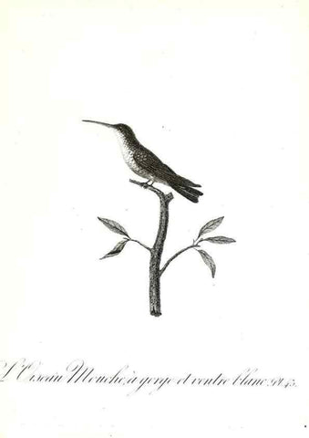 Reproducción/Reproduction 8596845189: Histoire naturelle et générale des colibris, oiseaux-mouches, jacamars et promerops /. A Paris,chez Desray,an XI=1802.