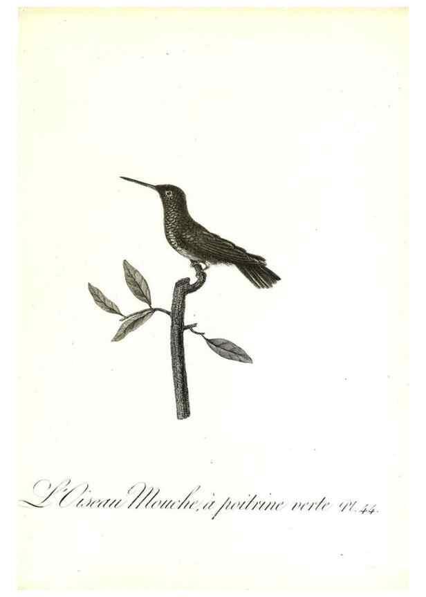 Reproducción/Reproduction 8597948960: Histoire naturelle et générale des colibris, oiseaux-mouches, jacamars et promerops /. A Paris,chez Desray,an XI=1802.