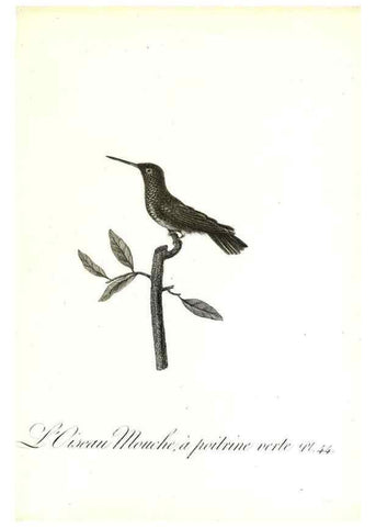 Reproducción/Reproduction 8597948960: Histoire naturelle et générale des colibris, oiseaux-mouches, jacamars et promerops /. A Paris,chez Desray,an XI=1802.