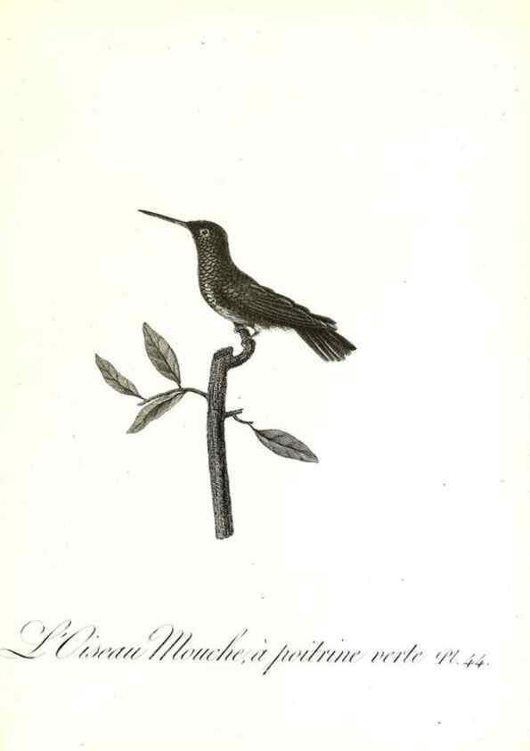 Reproducción/Reproduction 8597948960: Histoire naturelle et générale des colibris, oiseaux-mouches, jacamars et promerops /. A Paris,chez Desray,an XI=1802.