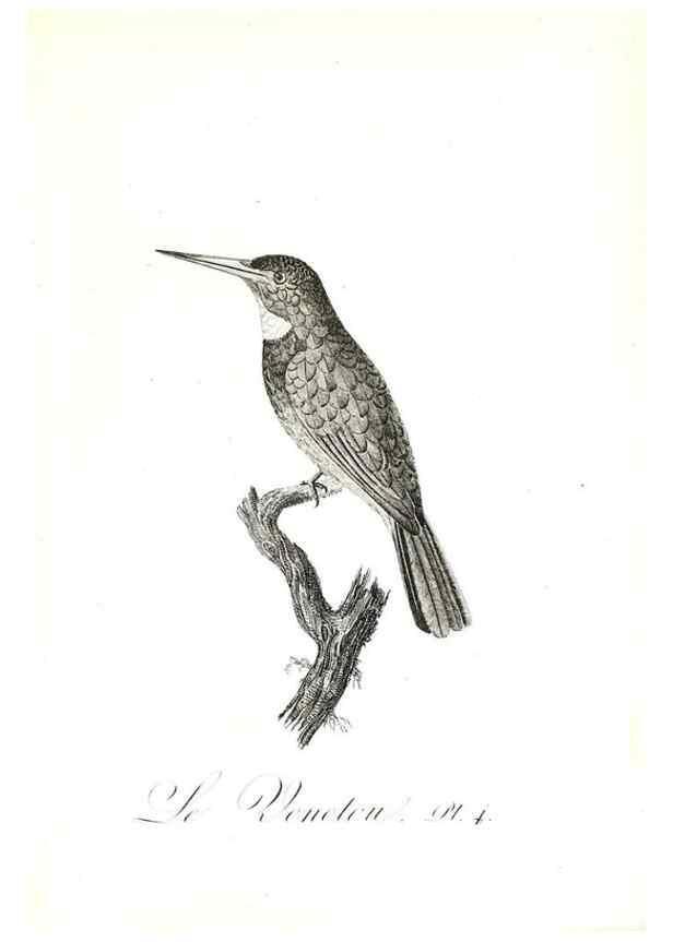 Reproducción/Reproduction 8596852663: Histoire naturelle et générale des colibris, oiseaux-mouches, jacamars et promerops /. A Paris,chez Desray,an XI=1802.