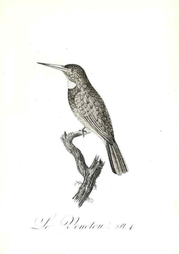 Reproducción/Reproduction 8596852663: Histoire naturelle et générale des colibris, oiseaux-mouches, jacamars et promerops /. A Paris,chez Desray,an XI=1802.