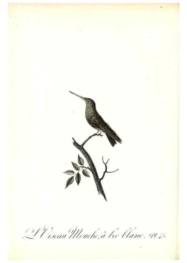 Reproducción/Reproduction 8596845665: Histoire naturelle et générale des colibris, oiseaux-mouches, jacamars et promerops /. A Paris,chez Desray,an XI=1802.