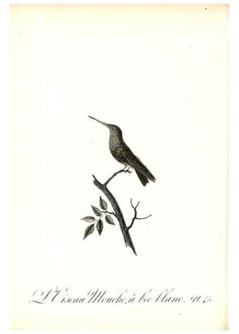 Reproducción/Reproduction 8596845665: Histoire naturelle et générale des colibris, oiseaux-mouches, jacamars et promerops /. A Paris,chez Desray,an XI=1802.