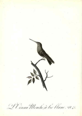 Reproducción/Reproduction 8596845665: Histoire naturelle et générale des colibris, oiseaux-mouches, jacamars et promerops /. A Paris,chez Desray,an XI=1802.