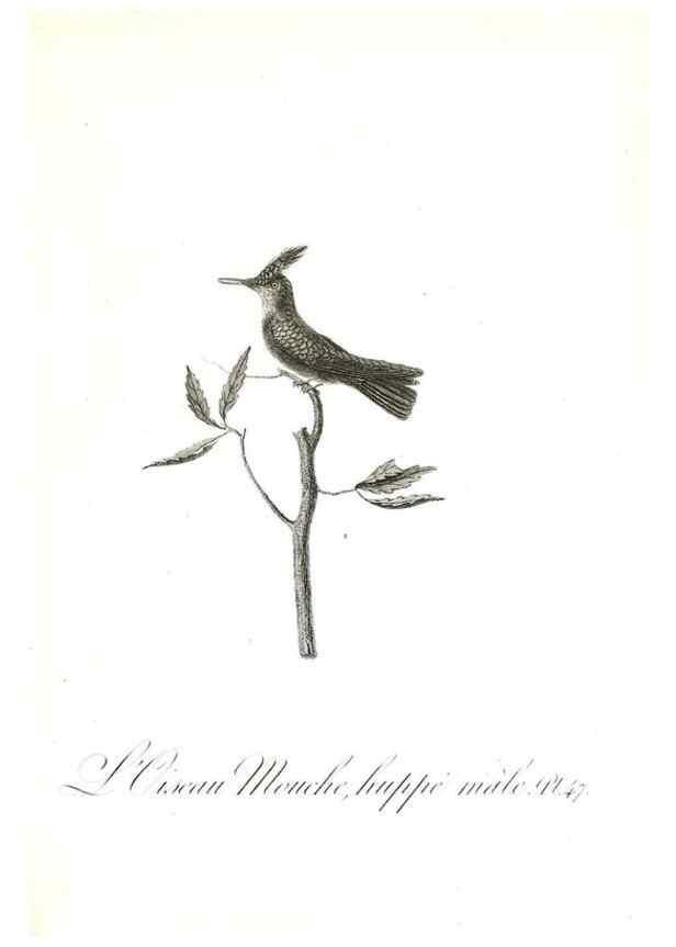 Reproducción/Reproduction 8596846065: Histoire naturelle et générale des colibris, oiseaux-mouches, jacamars et promerops /. A Paris,chez Desray,an XI=1802.