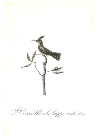 Reproducción/Reproduction 8596846065: Histoire naturelle et générale des colibris, oiseaux-mouches, jacamars et promerops /. A Paris,chez Desray,an XI=1802.