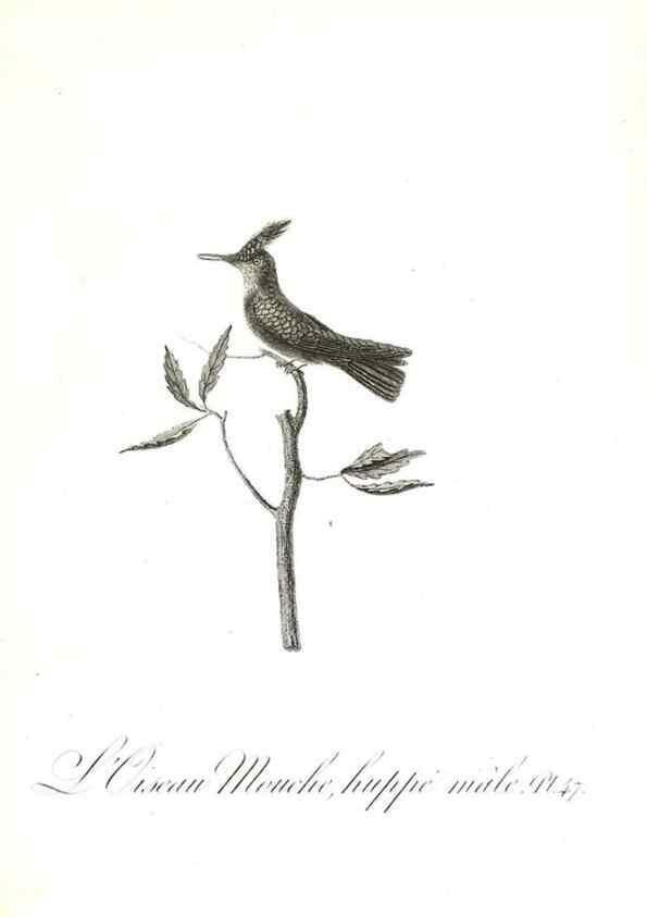 Reproducción/Reproduction 8596846065: Histoire naturelle et générale des colibris, oiseaux-mouches, jacamars et promerops /. A Paris,chez Desray,an XI=1802.