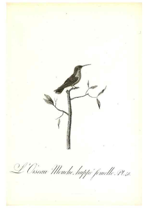 Reproducción/Reproduction 8596846281: Histoire naturelle et générale des colibris, oiseaux-mouches, jacamars et promerops /. A Paris,chez Desray,an XI=1802.