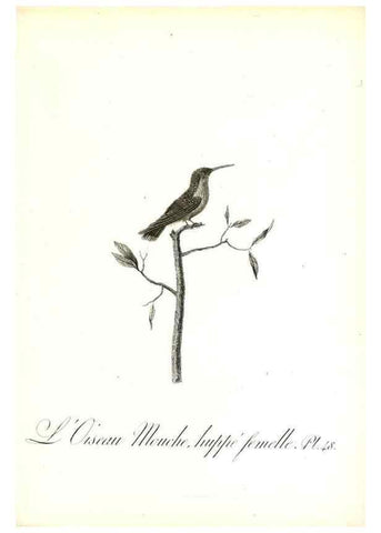 Reproducción/Reproduction 8596846281: Histoire naturelle et générale des colibris, oiseaux-mouches, jacamars et promerops /. A Paris,chez Desray,an XI=1802.