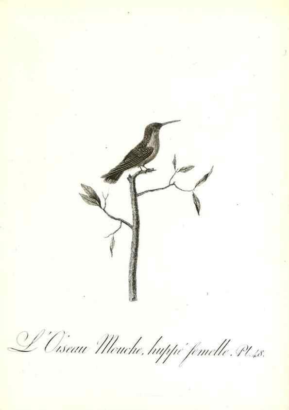 Reproducción/Reproduction 8596846281: Histoire naturelle et générale des colibris, oiseaux-mouches, jacamars et promerops /. A Paris,chez Desray,an XI=1802.