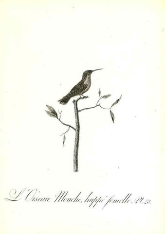 Reproducción/Reproduction 8596846281: Histoire naturelle et générale des colibris, oiseaux-mouches, jacamars et promerops /. A Paris,chez Desray,an XI=1802.