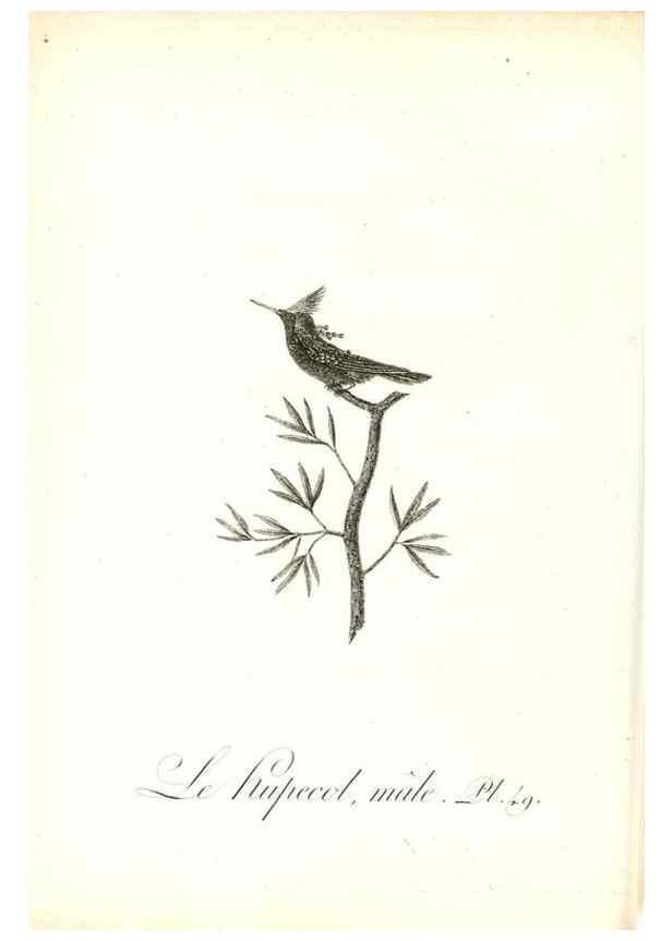 Reproducción/Reproduction 8597950034: Histoire naturelle et générale des colibris, oiseaux-mouches, jacamars et promerops /. A Paris,chez Desray,an XI=1802.