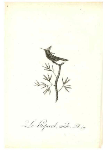 Reproducción/Reproduction 8597950034: Histoire naturelle et générale des colibris, oiseaux-mouches, jacamars et promerops /. A Paris,chez Desray,an XI=1802.