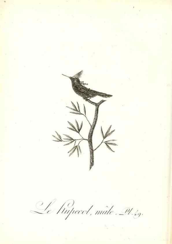 Reproducción/Reproduction 8597950034: Histoire naturelle et générale des colibris, oiseaux-mouches, jacamars et promerops /. A Paris,chez Desray,an XI=1802.