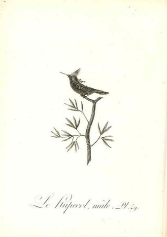 Reproducción/Reproduction 8597950034: Histoire naturelle et générale des colibris, oiseaux-mouches, jacamars et promerops /. A Paris,chez Desray,an XI=1802.