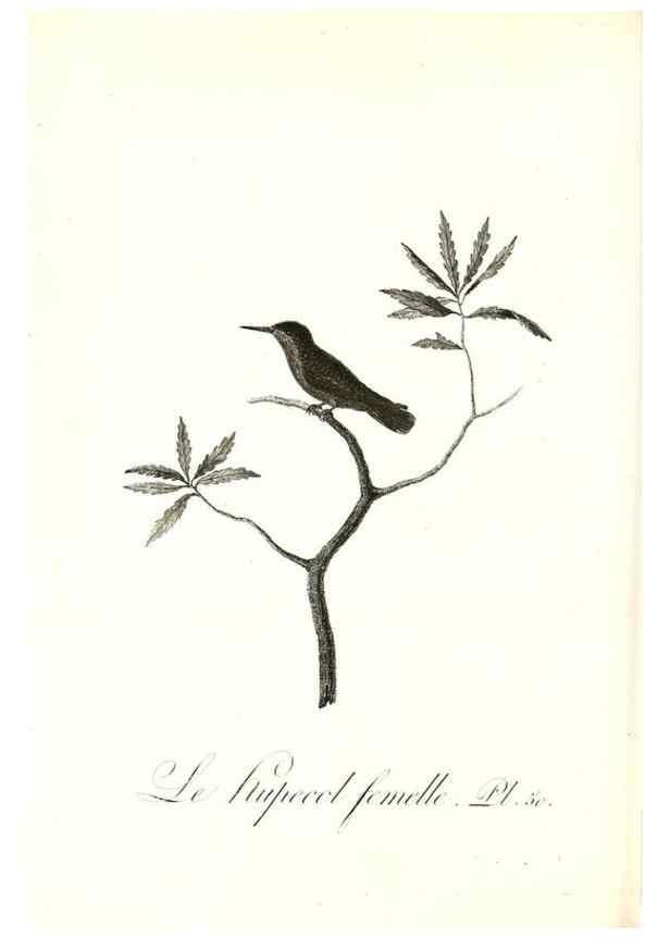 Reproducción/Reproduction 8597950250: Histoire naturelle et générale des colibris, oiseaux-mouches, jacamars et promerops /. A Paris,chez Desray,an XI=1802.
