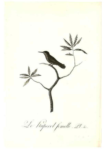 Reproducción/Reproduction 8597950250: Histoire naturelle et générale des colibris, oiseaux-mouches, jacamars et promerops /. A Paris,chez Desray,an XI=1802.