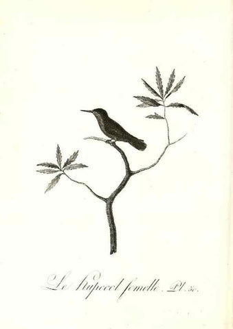 Reproducción/Reproduction 8597950250: Histoire naturelle et générale des colibris, oiseaux-mouches, jacamars et promerops /. A Paris,chez Desray,an XI=1802.