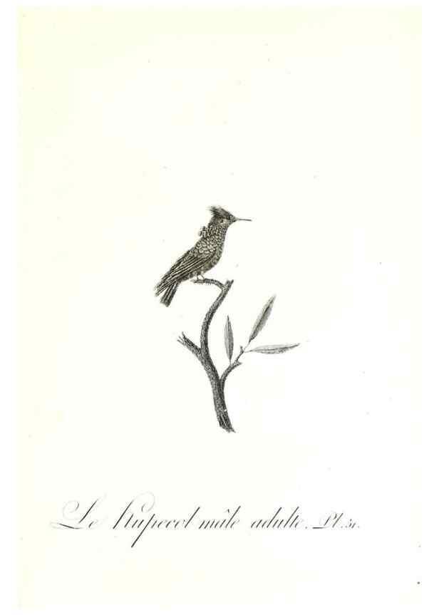 Reproducción/Reproduction 8596846957: Histoire naturelle et générale des colibris, oiseaux-mouches, jacamars et promerops /. A Paris,chez Desray,an XI=1802.