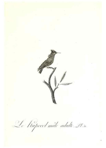 Reproducción/Reproduction 8596846957: Histoire naturelle et générale des colibris, oiseaux-mouches, jacamars et promerops /. A Paris,chez Desray,an XI=1802.