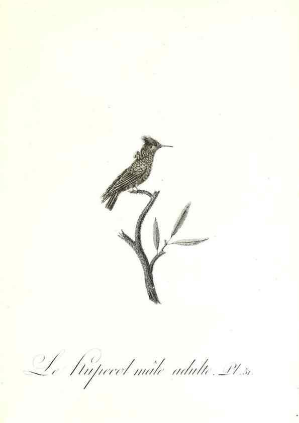 Reproducción/Reproduction 8596846957: Histoire naturelle et générale des colibris, oiseaux-mouches, jacamars et promerops /. A Paris,chez Desray,an XI=1802.
