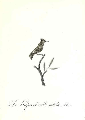 Reproducción/Reproduction 8596846957: Histoire naturelle et générale des colibris, oiseaux-mouches, jacamars et promerops /. A Paris,chez Desray,an XI=1802.