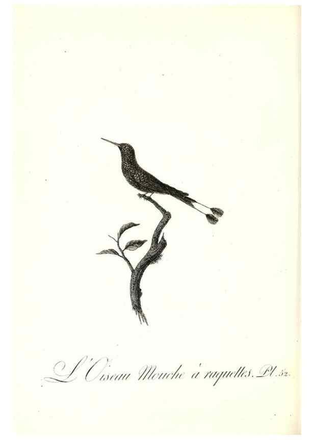 Reproducción/Reproduction 8597950712: Histoire naturelle et générale des colibris, oiseaux-mouches, jacamars et promerops /. A Paris,chez Desray,an XI=1802.
